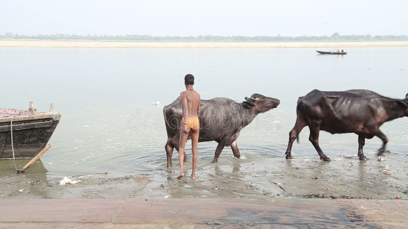 Boy Implying Cows at Shore of Ganges River. Stock Video - Video of india,  bathing: 79883263