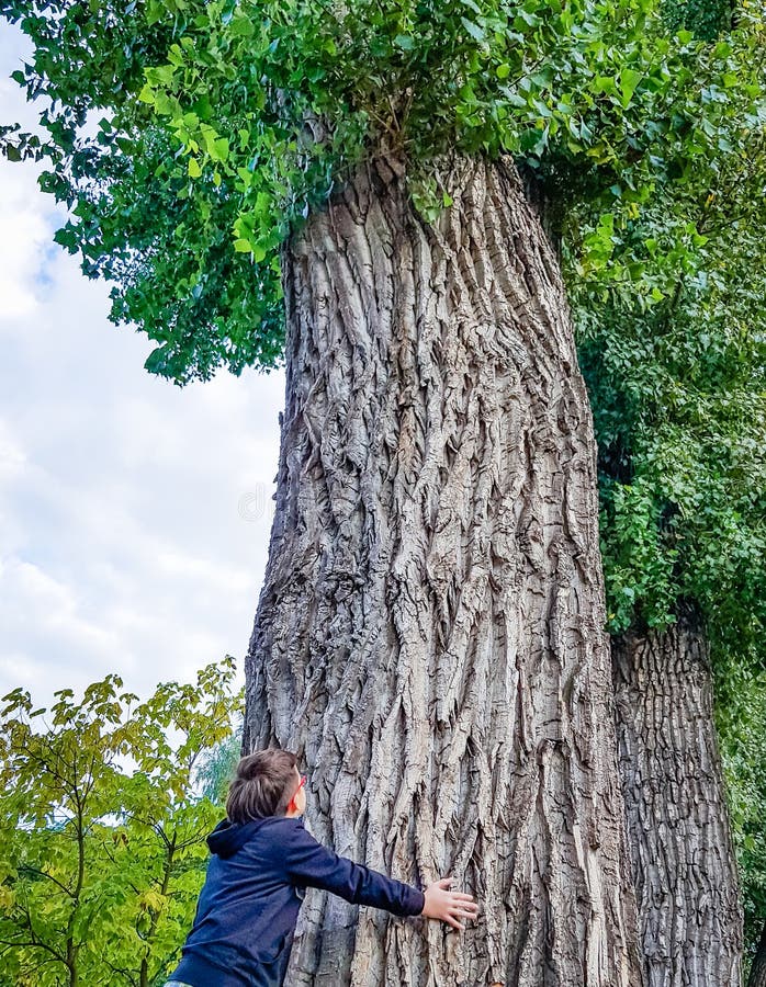 The boy next to the huge trunk of a poplar tree looks up at the crown of the tree. The concept of caring for nature. The boy next to the huge trunk of a poplar tree looks up at the crown of the tree. The concept of caring for nature.