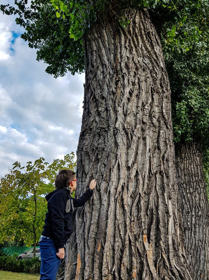 The boy next to the huge trunk of a poplar tree looks up at the crown of the tree. The concept of caring for nature. The boy next to the huge trunk of a poplar tree looks up at the crown of the tree. The concept of caring for nature.