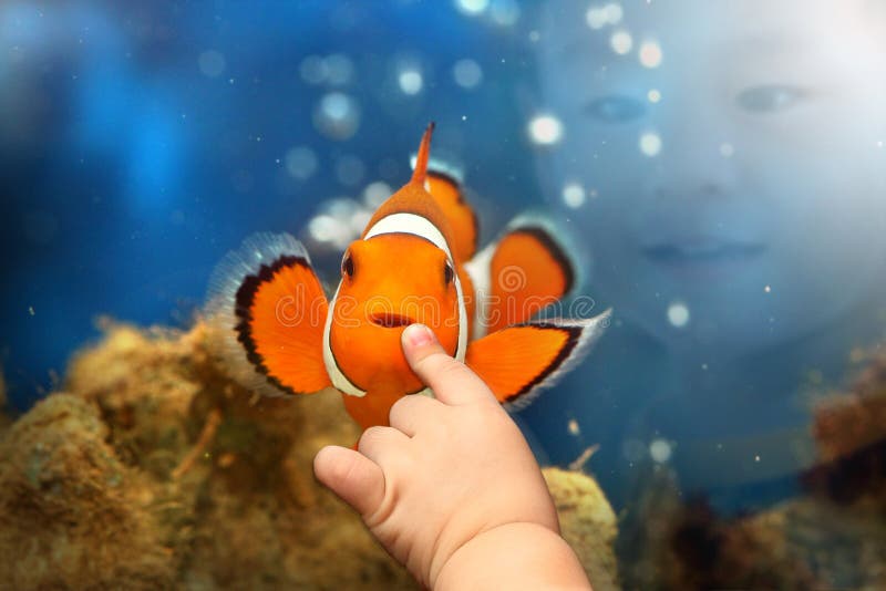 Ragazzo a giocare con l'Acquario di Nemo, pesce Pagliaccio.