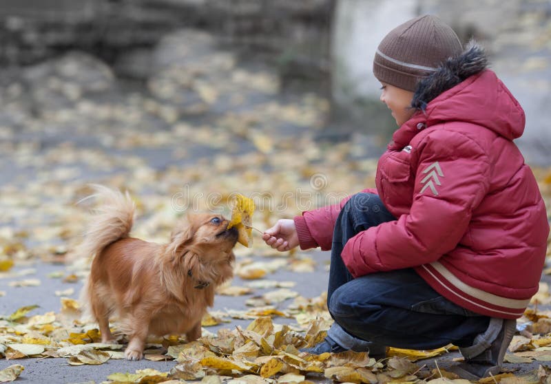 Boy plays with a pekingese and leaf