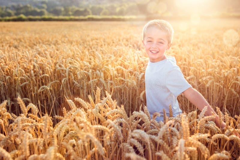 Boy running and smiling in wheat field in summer sunset royalty free stock photo