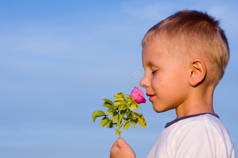 Boy smelling rose flower stock photo. Image of pink, aroma 18240144