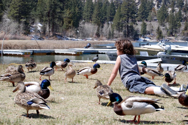 Boy on stomach in field of ducks