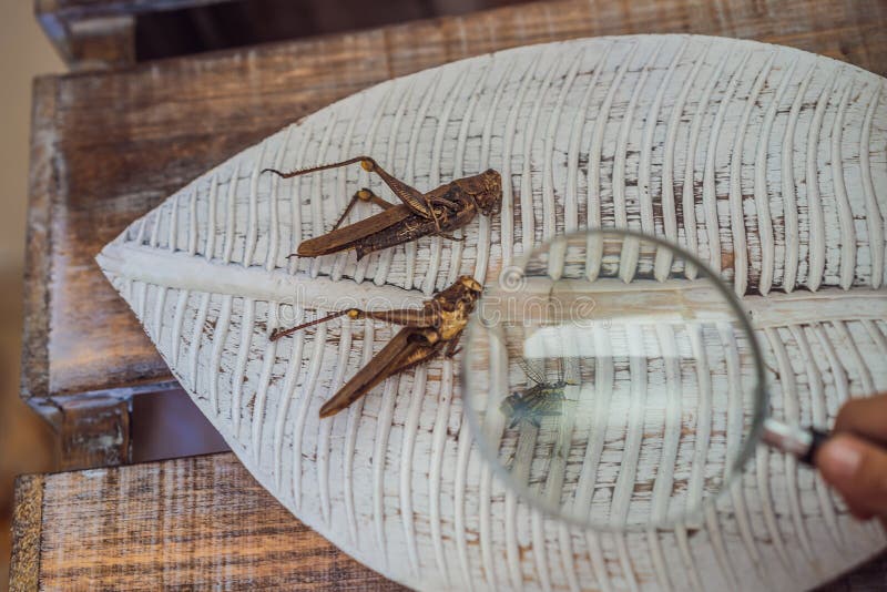 A boy is studying a grasshopper in a magnifying glass. Natural learning concept stock photography