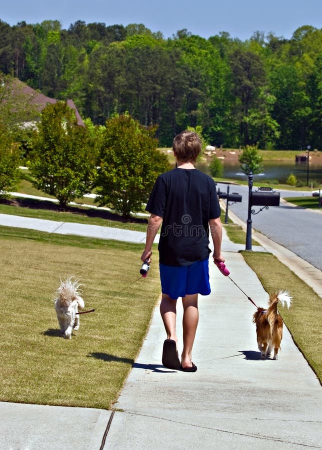 Boy Walking Dogs