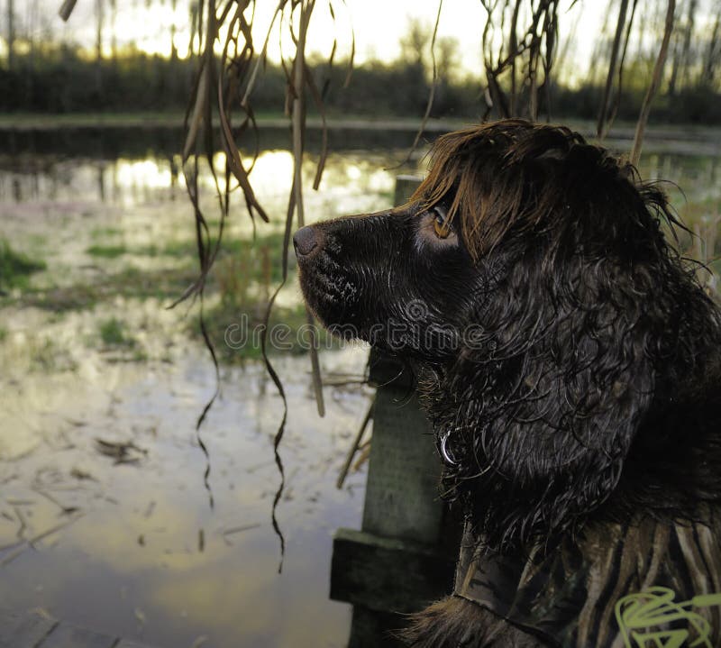 Boykin Spaniel waiting for ducks to retreive. stock photo