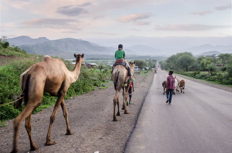 Boys going home with animal in a road of north Ethiopia