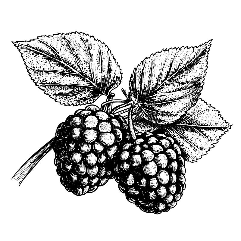 Boysenberry Vector Drawing. Isolated Hand Drawn Object, Engraved Style
