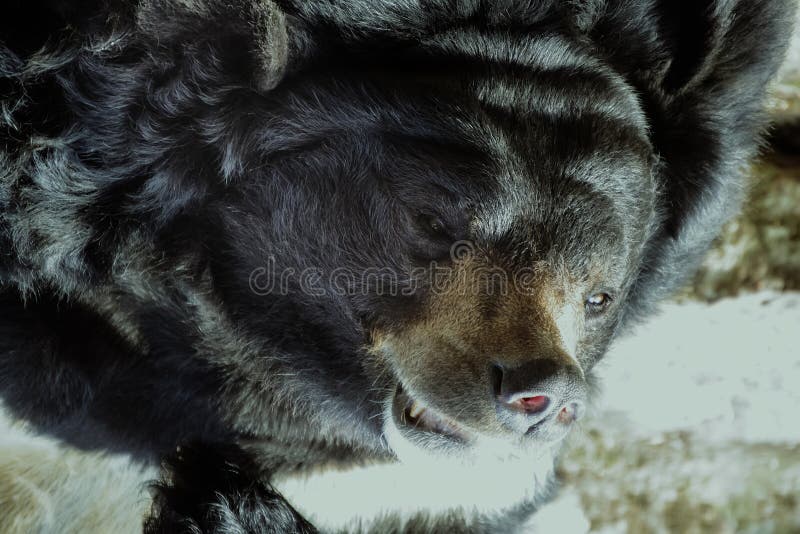 Bozal de un oso marrón malvado grande cubierto con cierre grueso de la capa fotos de archivo Bozal de un oso marrón malvado grande cubierto con cierre grueso de la capa fotos de archivo