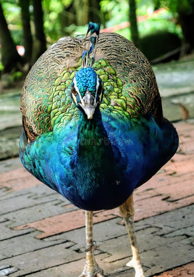 Angry Peafowl 1. Angry Peafowl 1