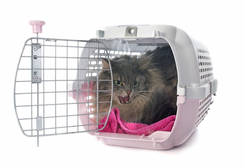 Boze Perzische kat royalty-vrije stock afbeeldingen Boze Perzische kat royalty-vrije stock afbeeldingen