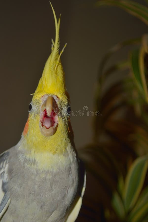 Angry looking bird, yellow dwarf parrot making angry noises. Angry looking bird, yellow dwarf parrot making angry noises