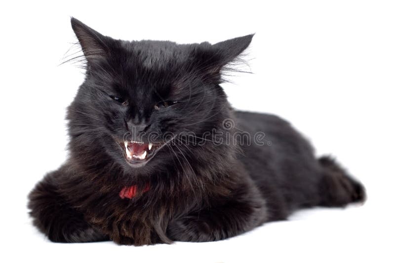 Boze Zwarte Kat stock afbeeldingen Boze Zwarte Kat stock afbeeldingen