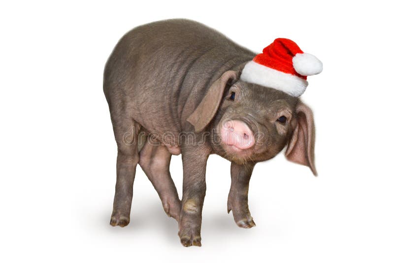 Boże Narodzenia i nowy rok karta z śliczną nowonarodzoną prosiaczek świnią w Santa kapeluszu odizolowywającym na białym tle Dekor obrazy stock Boże Narodzenia i nowy rok karta z śliczną nowonarodzoną prosiaczek świnią w Santa kapeluszu odizolowywającym na białym tle Dekor obrazy stock