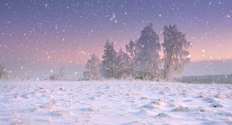 Bożenarodzeniowa natura Spokojny zima krajobraz w opadzie śniegu Płatki śniegu spadają na śnieżnej łące z mroźnym drzewem przy św obraz stock