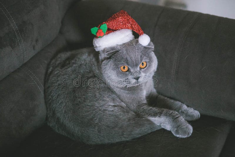Bożenarodzeniowy kot w bożych narodzeniach kapeluszowych