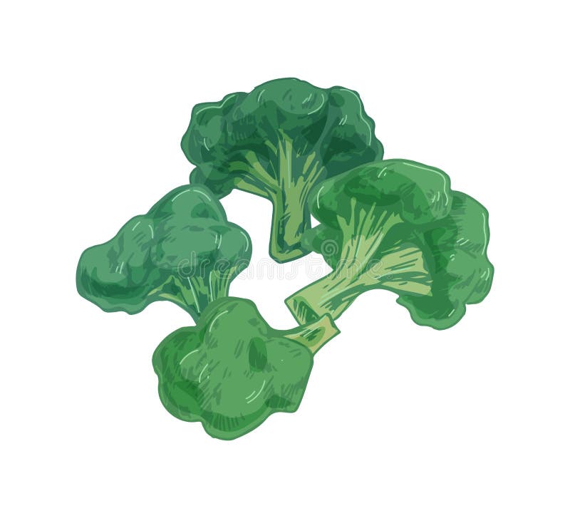 ícone De Brócolis Desenho Gráfico De Desenho Animado De Legumes