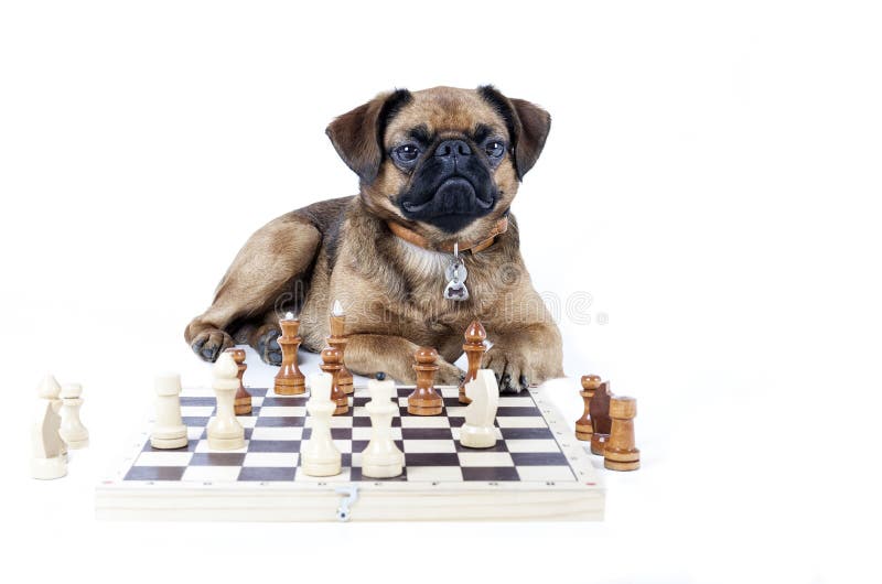 Dog And Cat png download - 512*512 - Free Transparent Chess png Download. -  CleanPNG / KissPNG