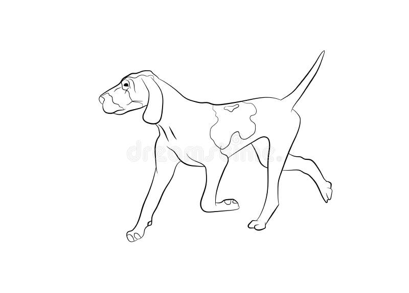 coonhound coloring pages