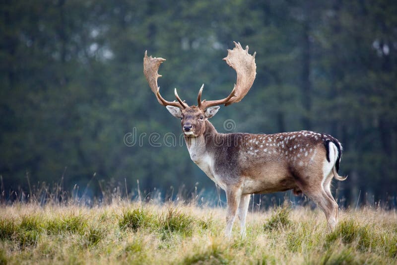 Brache-Rotwild lizenzfreie stockfotografie