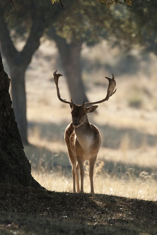 Brache-Rotwild, Dama Dama, Spanien, nahe einem Baum