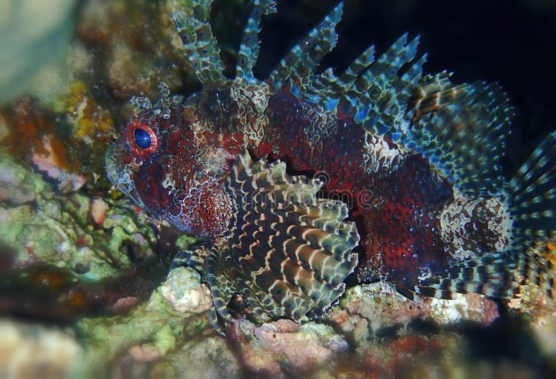 Brachflossen-Brachypterus-Brachypterus unter den Korallenriffen stockbilder