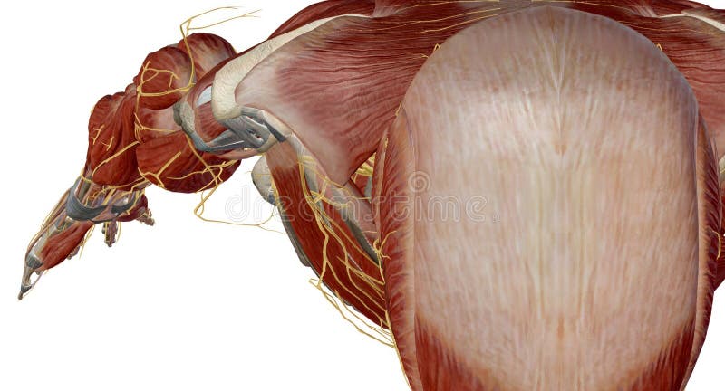 The brachial plexus is the network of nerves that sends signals from the spinal cord to the shoulder, arm and hand