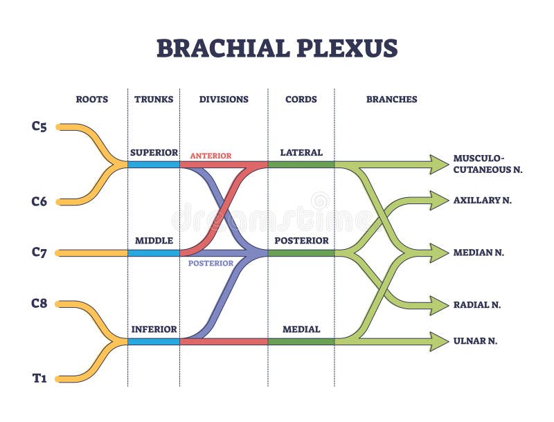 Brachial plexus shoulder nerves network medical division outline concept
