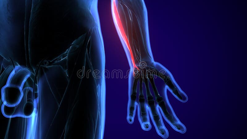 Supination Stock Illustrations – 121 Supination Stock
