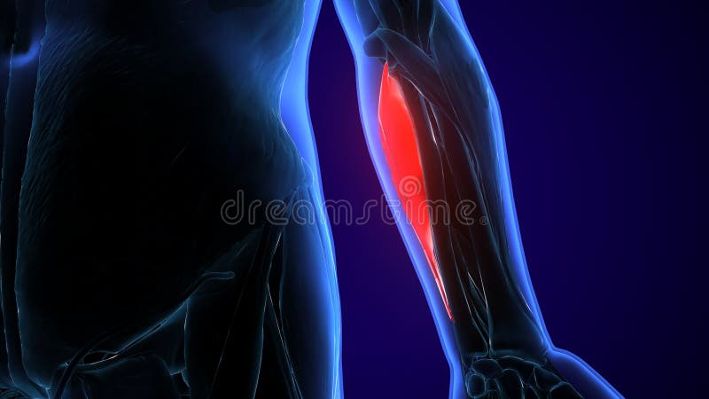 Supination Stock Illustrations – 121 Supination Stock