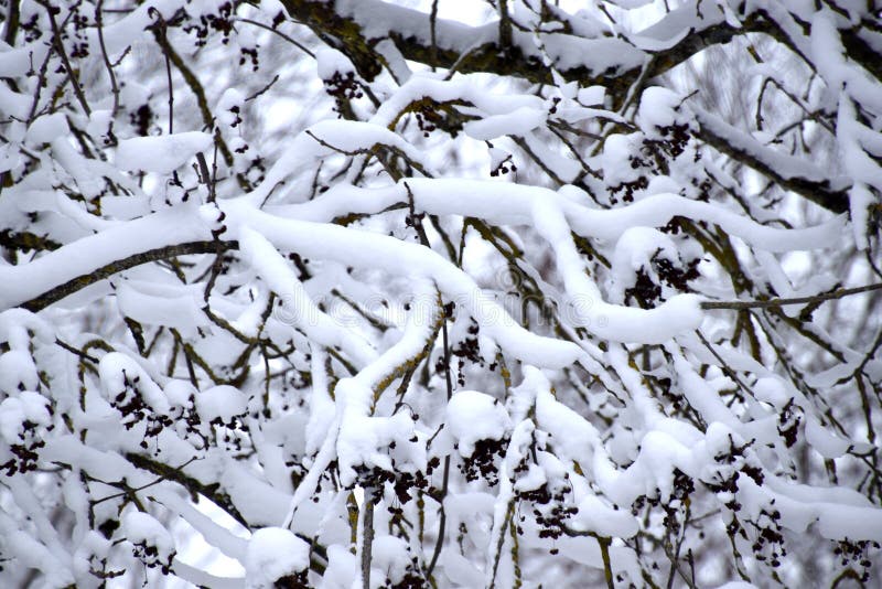 Brach用雪,白色冬天风景盖了 免版税库存图片 Brach用雪,白色冬天风景盖了 免版税库存图片