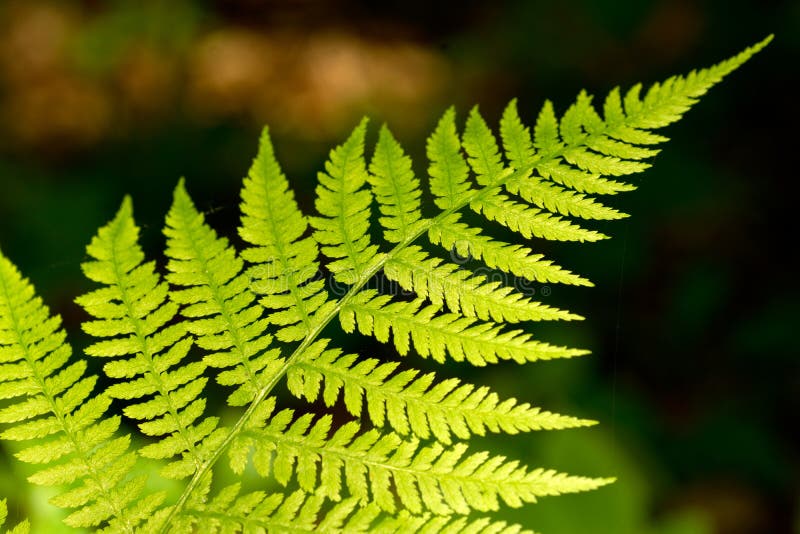 Bracken, close up photo