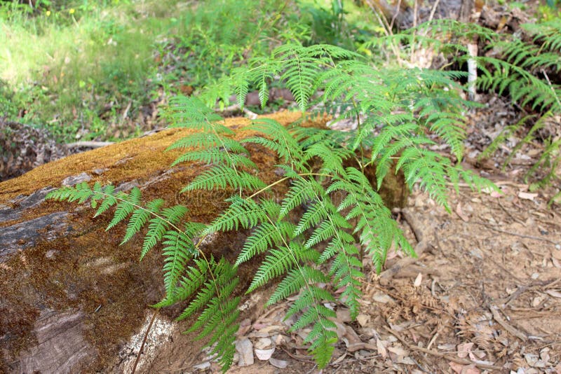 Bracken fern Pteridium species West Australia