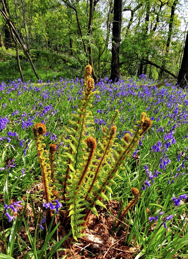 Bracken fronds and Bluebells