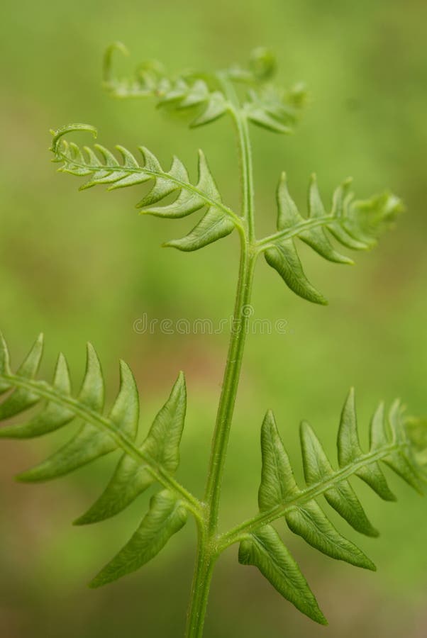 Bracken (Pteridium aquilinum) in Green Forest