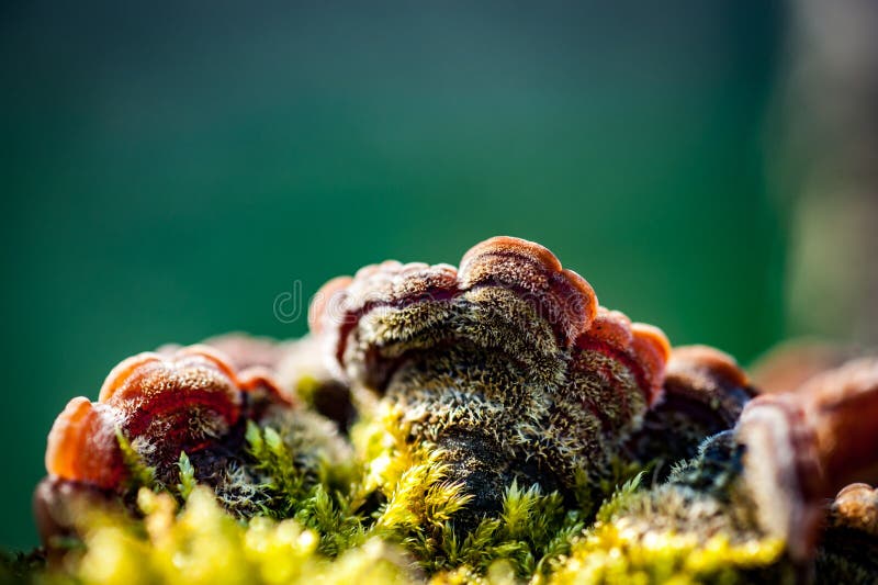 Bracket fungi stock photo. Image of environment, apple 68121726