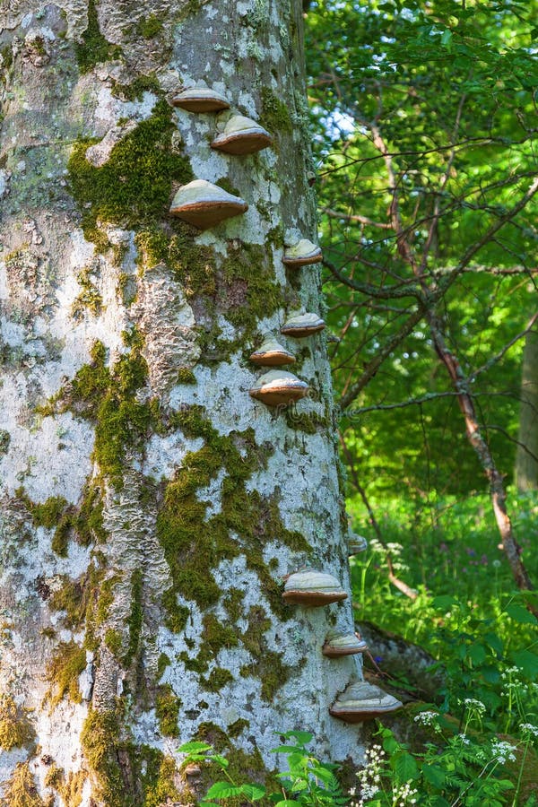 Bracket fungus on tree trunk stock photo Bracket fungus on tree trunk stock photo