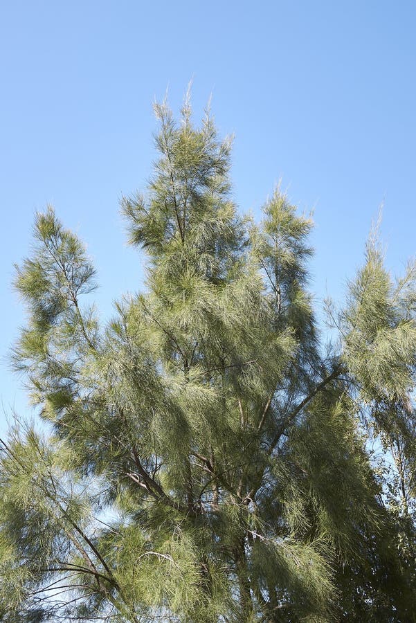 Brad equisetifolia stock photos