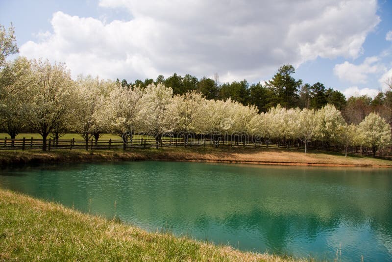 Bradford Pear Tree Blooms