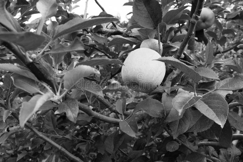 Braeburn Apple Ripening on the Branch Stock Image Image of gardening