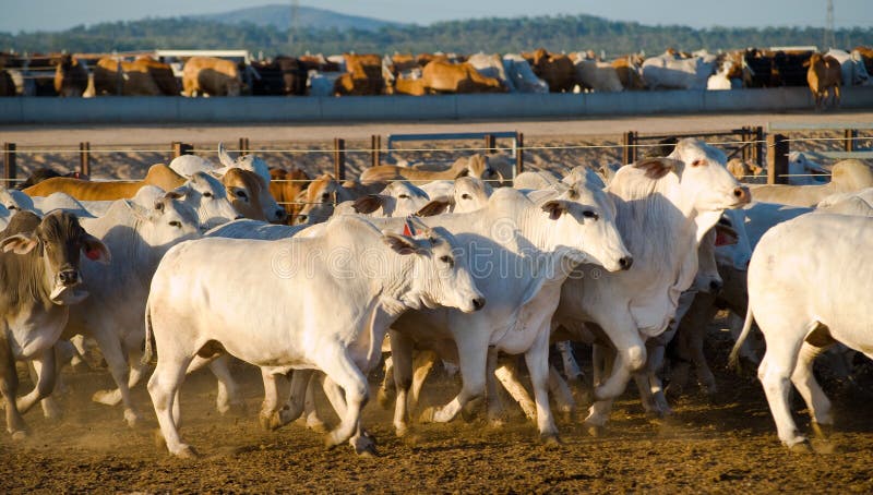 Cattle running in a feedlot. Brahman stock images, royalty-free photos and pictures