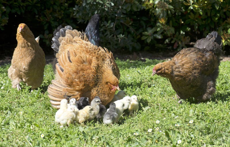 Brahma chicken and chicks royalty free stock photo
