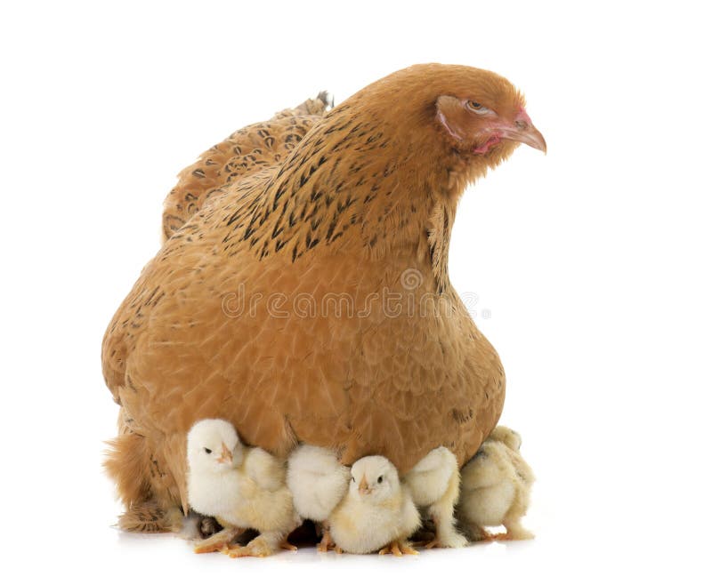 Brahma chicken and chicks royalty free stock images