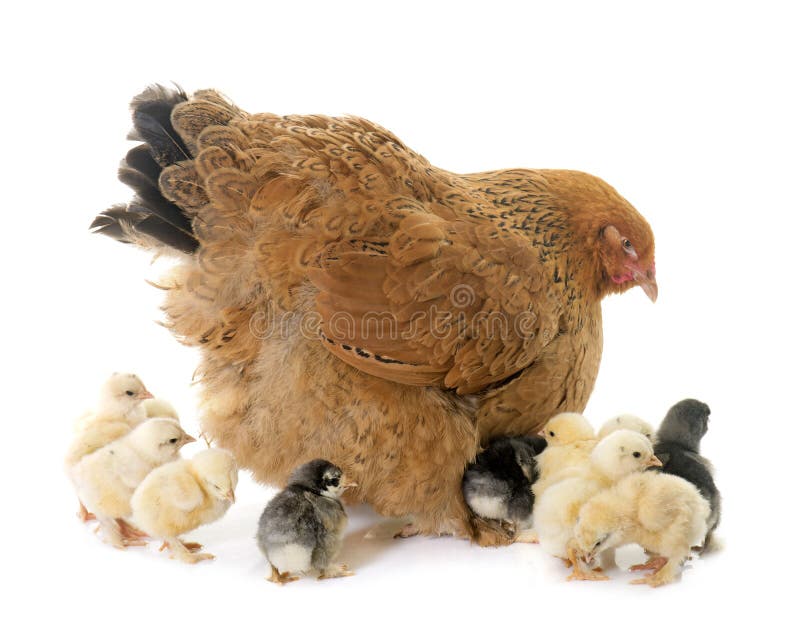 Brahma chicken and chicks stock images