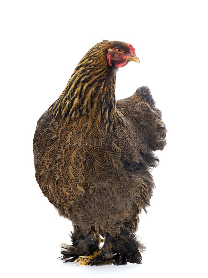Brahma chicken isolated stock photos