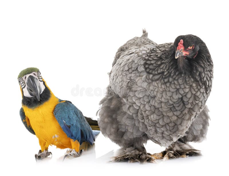 Brahma chicken and parrot stock photo