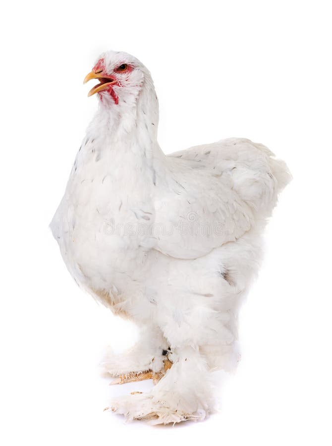 Brahma chicken in studio royalty free stock image
