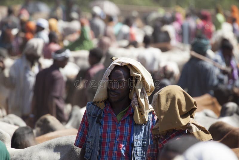 Brahman bull, Zebu and other cattle at one of the largest livestock market in the horn of Africa countries. Babile. Ethiopia. royalty free stock images Brahman bull, Zebu and other cattle at one of the largest livestock market in the horn of Africa countries. Babile. Ethiopia. royalty free stock images