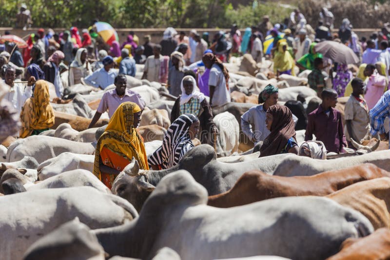 Brahman bull, Zebu and other cattle at one of the largest livestock market in the horn of Africa countries. Babile. Ethiopia. stock photo Brahman bull, Zebu and other cattle at one of the largest livestock market in the horn of Africa countries. Babile. Ethiopia. stock photo